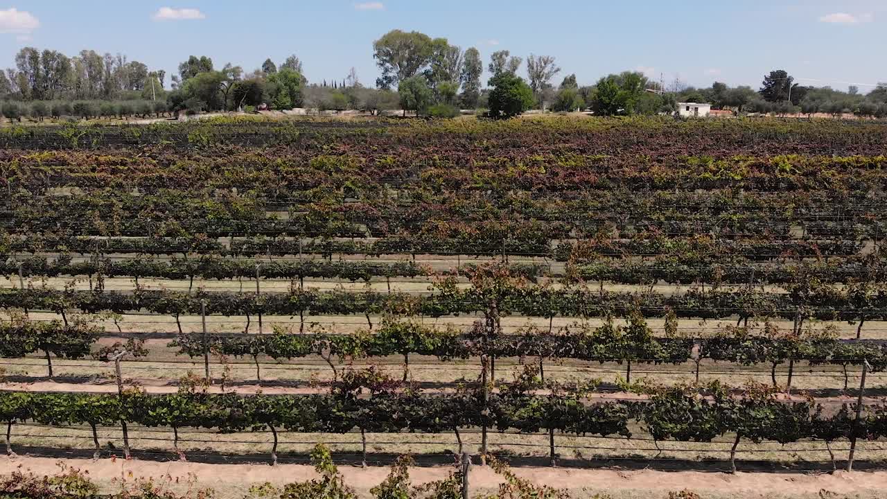fotografía aérea de un pintoresco viñedo orgánico en méxico, celebrando la abundante temporada de uvas en medio de un impresionante paisaje de verano