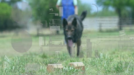 dog running toward blocks in training yard, displaying pet training tech with floating charts
