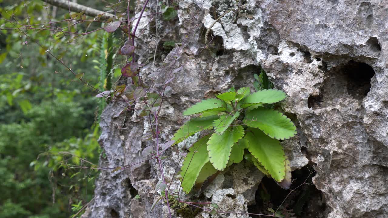 toma panorámica lenta a través de una roca grande con plantas vegetales que crecen dentro de cavidades vacías
