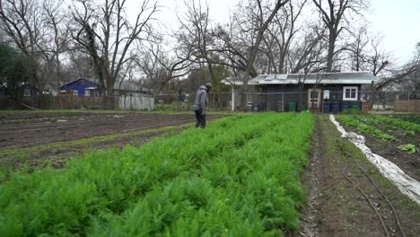 A-farmer-walks-through-a-field-of-crops