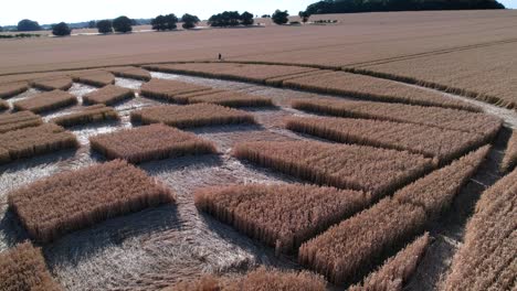 aerial drone rotating shot over an even diamond shaped crops in the middle of a ripe yellow wheat field in micheldever station, uk