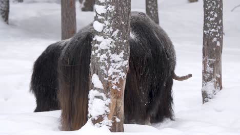 Wandering-Musk-ox-hardly-marching-through-deep-snow-amid-Winter-land---Long-Medium-Tracking-shot