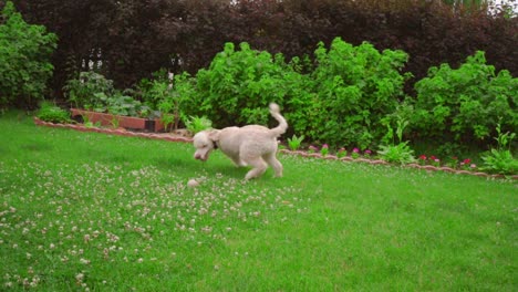 Mann-Spielt-Mit-Hund-Im-Garten.-Weißer-Hund,-Der-Ball-Spielt