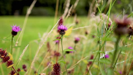 milk thistles swaying in a lush field