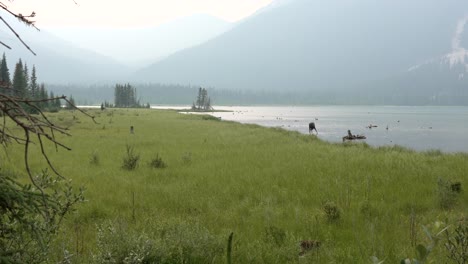 young bull moose eating in water in the canadian rockies