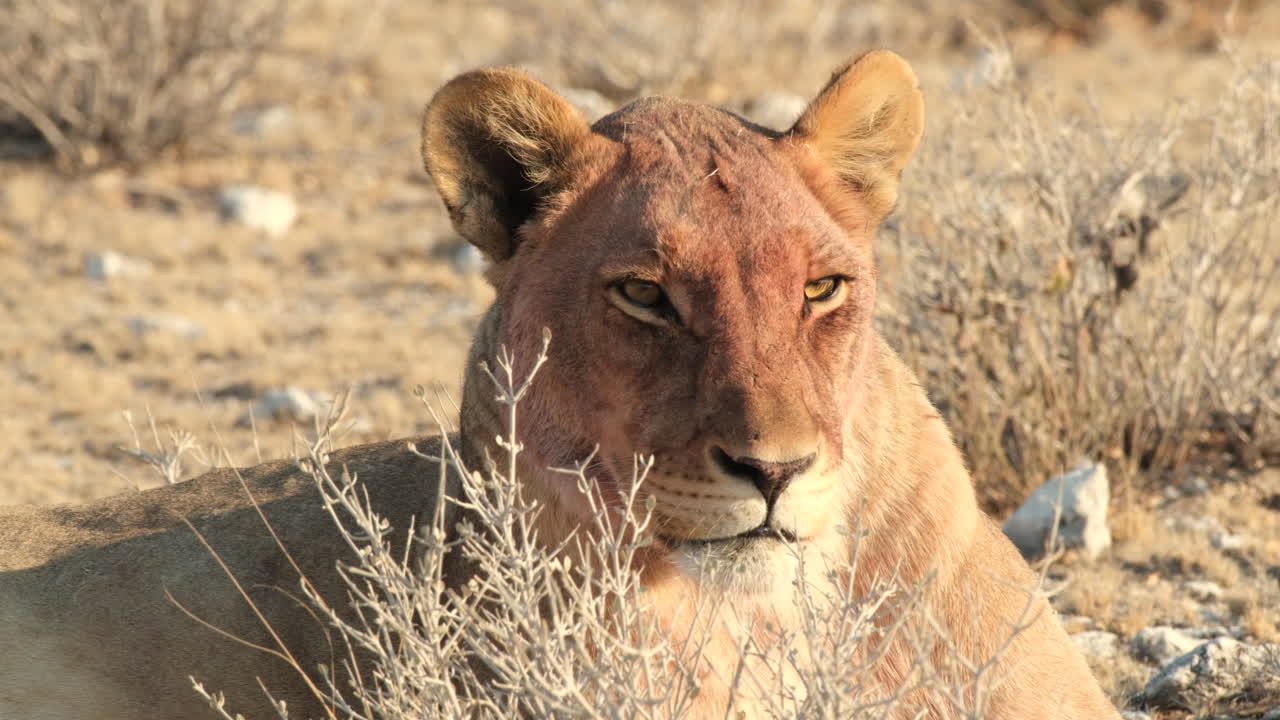 una observación de un león africano en reposo - de cerca
