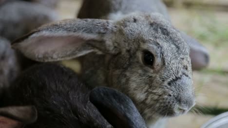 close-up of a gray rabbit