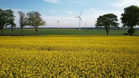 Low-drone-flyover-over-a-yellow-rapeseed-field-towards-a-street-with-moving-passenger-cars-and-in-the-background-an-active-wind-farm-with-operating-wind-turbines