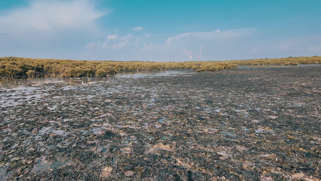 Experience the peaceful beauty of Al Zorah Mangrove in Ajman, UAE