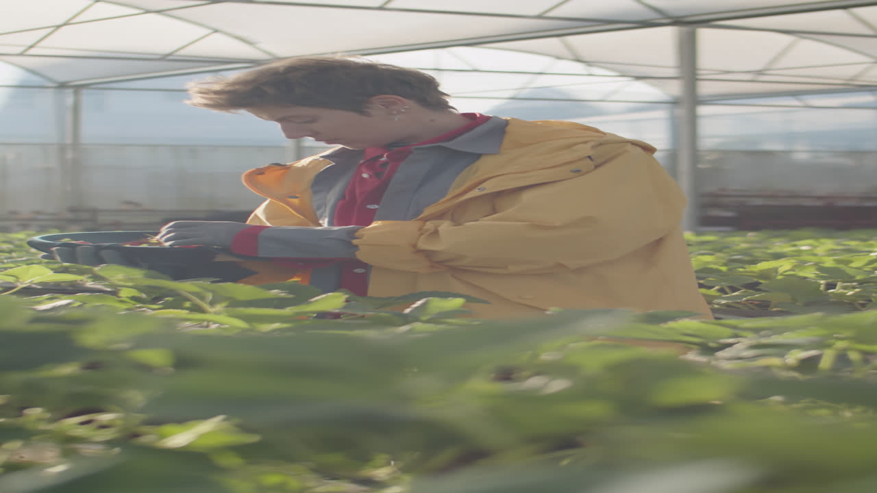 Female Worker Picking Strawberry in Sunlit Greenhouse