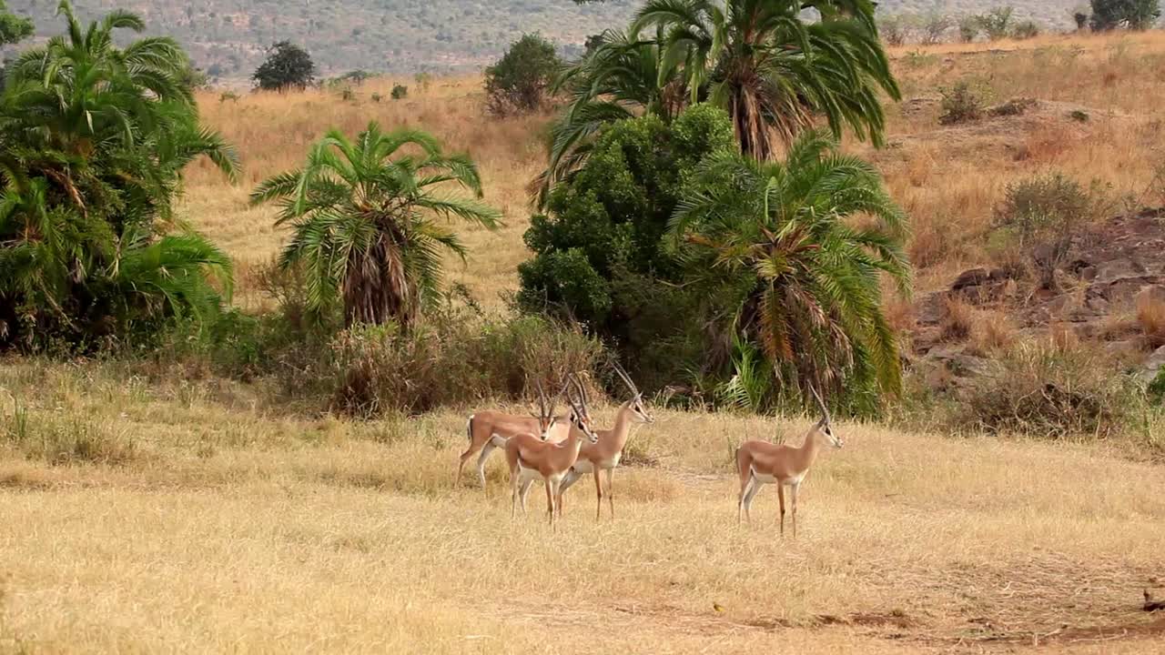 Herd of Grant's Gazelle in the Serengeti.