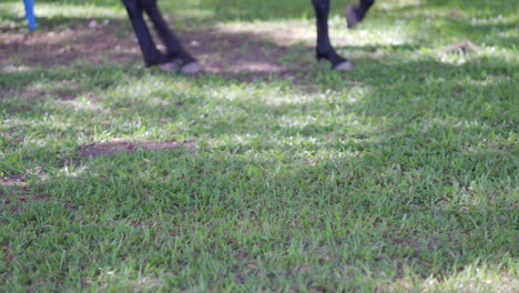 trained horse dancing in the grass closeup