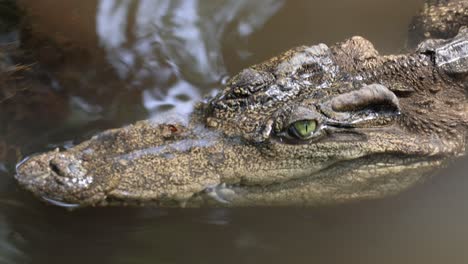 ojos de cocodrilo por encima del agua, observando el entorno.