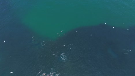 Toma-Aérea-De-Lobos-Marinos-Cazando-Grandes-Cardúmenes-De-Peces-En-La-Costa-De-Iquique