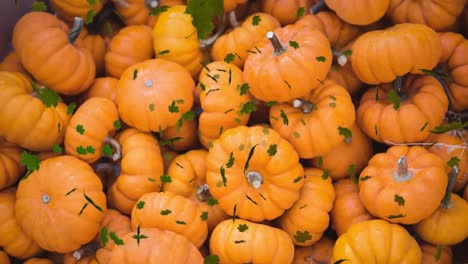 Animation-of-autumn-leaves-falling-over-pumpkin-patch