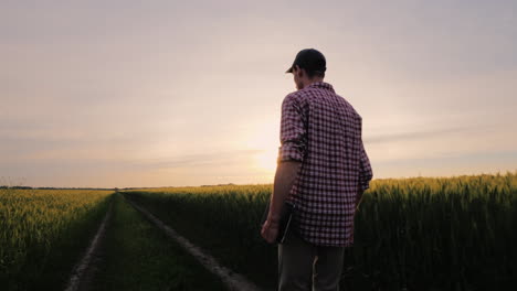 a successful farmer walks along his wheat field at sunset people in agribusiness concept steadicam s