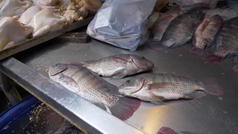 live tilapia fish breathing at local food market for sale fresh