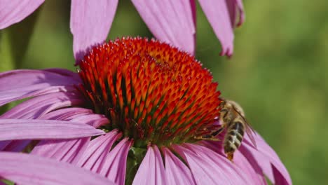 wild bee collects pollen from a purple and orange cone flower