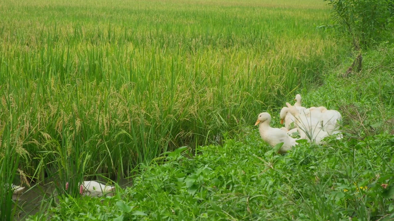 ฝูงเป็ดหาอาหารท่ามกลางทุ่งนาเขียวขจีในนิงบิง ประเทศเวียดนาม สะท้อนวิถีชีวิตเกษตรกรรมในชนบท การเกษตรแบบดั้งเดิม และทิวทัศน์ชนบทที่เงียบสงบ