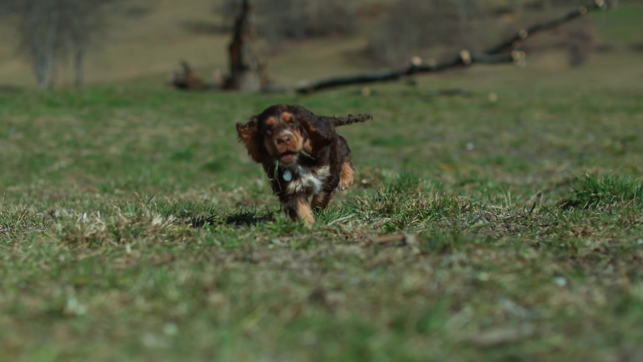 Adorable Field Spaniel puppy walking and playing outside while discovering the world with curious puppy eyes. Joyful outdoor moment, playful energy, and charming pet lifestyle scene