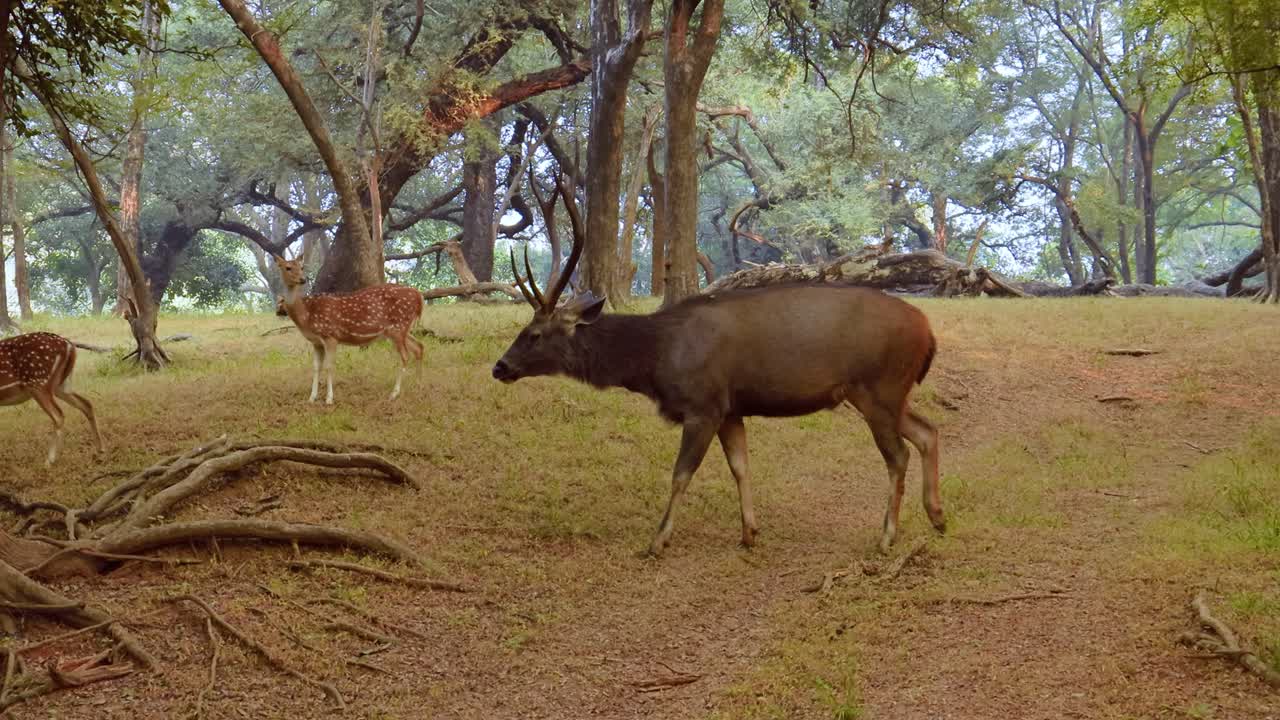 sambar rusa unicolor es un gran ciervo nativo del subcontinente indio, el sur de china y el sureste de asia que está catalogado como una especie vulnerable. parque nacional de ranthambore sawai madhopur rajasthan india