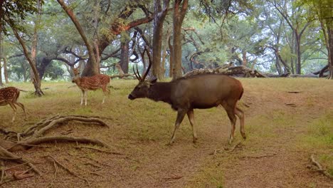 sambar rusa unicolor es un gran ciervo nativo del subcontinente indio, el sur de china y el sureste de asia que está catalogado como una especie vulnerable. parque nacional de ranthambore sawai madhopur rajasthan india