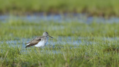 common greenshank in feeding in wetlands during spring migration