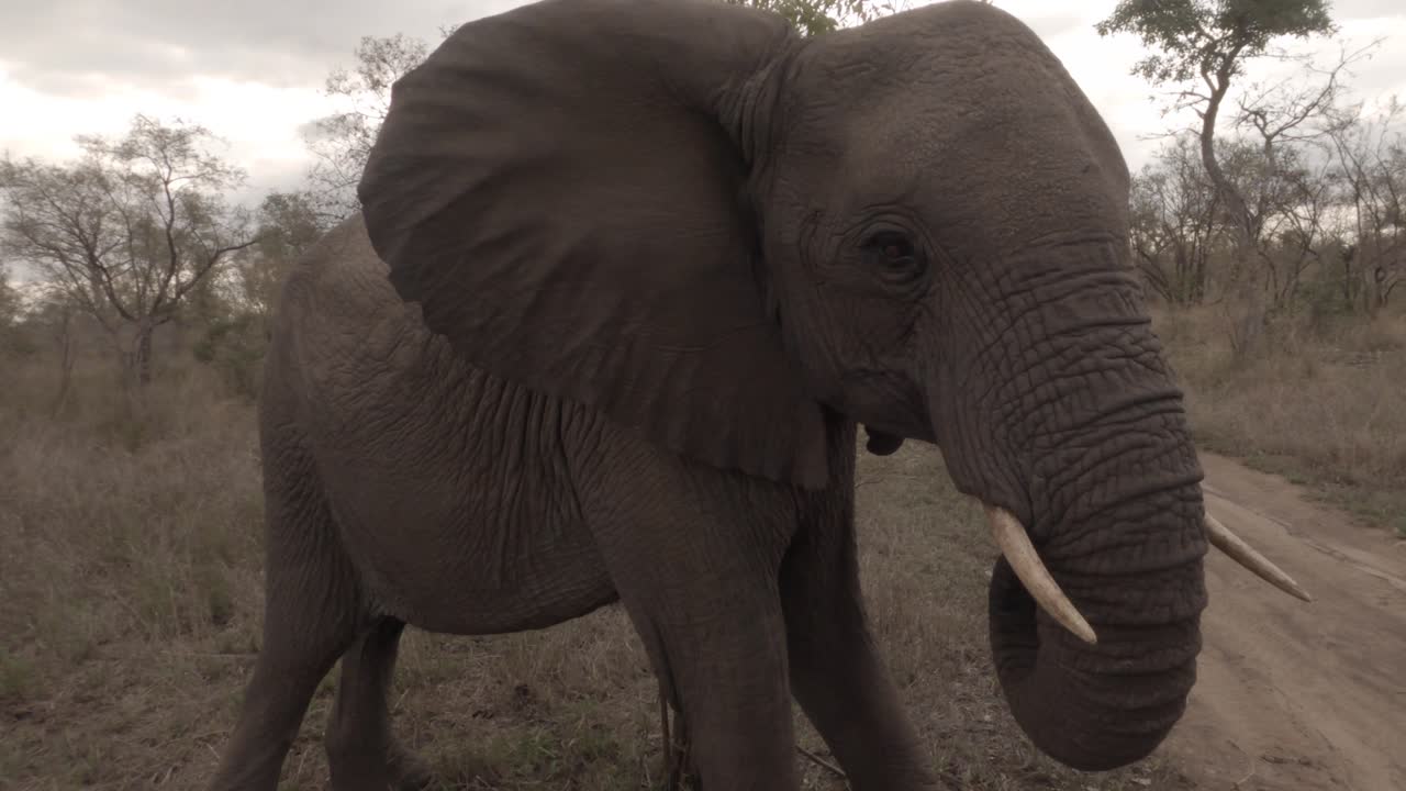Young tusker elephant walks up to camera, bluffs and then walks away