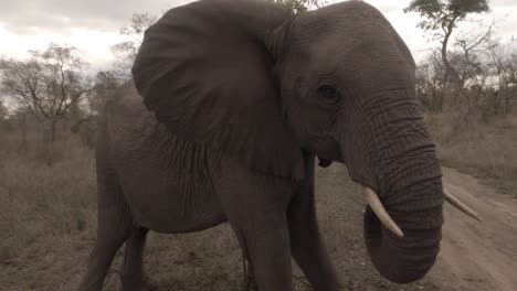 young tusker elephant walks up to camera, bluffs and then walks away