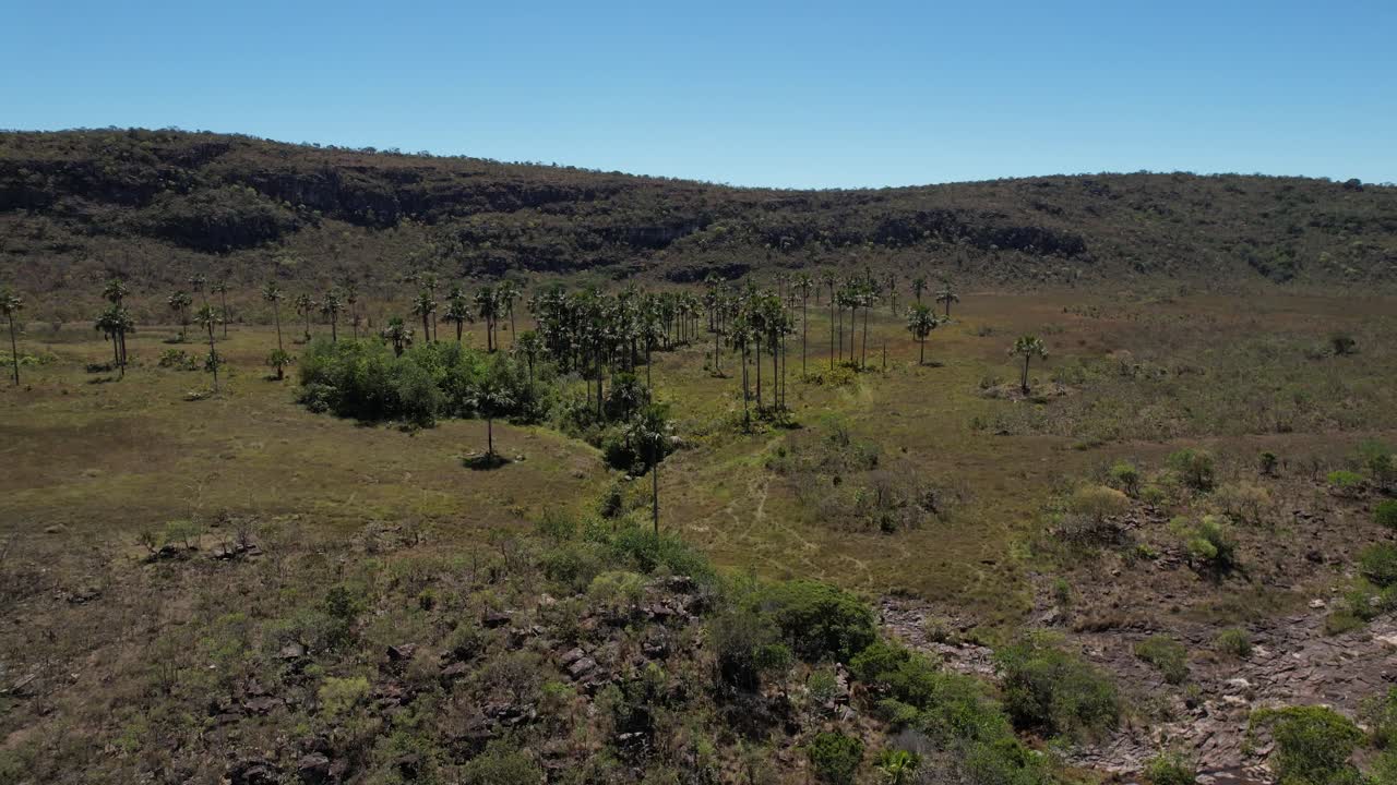 bosque de buritis, chapada dos veadeiros, goias, brasil