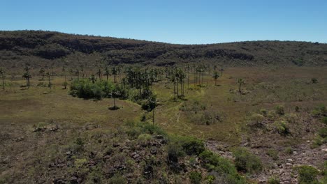 Buritis-Wald,-Chapada-Dos-Veadeiros,-Goias,-Brasilien