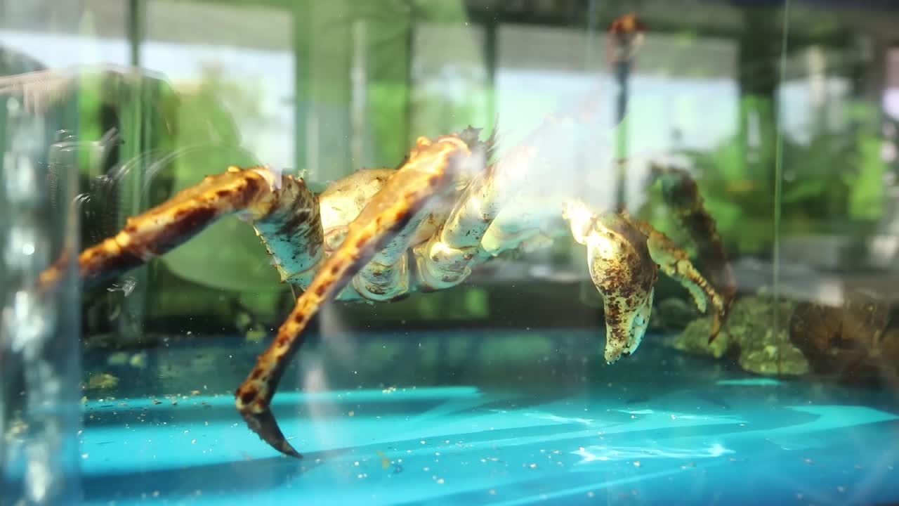 수족관 에 전시 된 거대 크래브