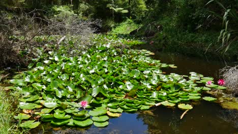 primer plano de hermosos nenúfares florecientes en la iluminación del lago, rodeados de selva profunda