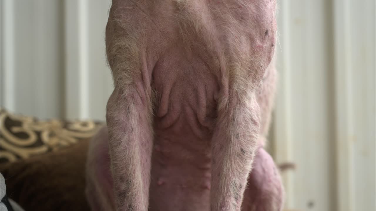 Visão em close-up de um cão com sarna, destacando a doença de pele e a perda de pelo