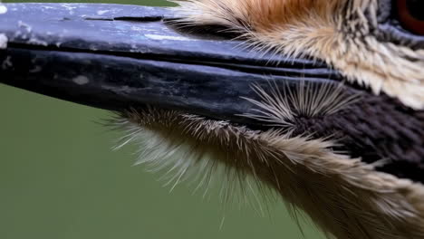 close-up of a bird's head and beak