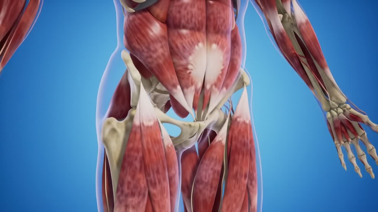 Detailed Visualization of Human Muscular and Skeletal Anatomy Showcasing Key Muscles and Their Connections in a Dynamic 3D Environment