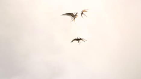 A-group-of-Arctic-Tern-fly