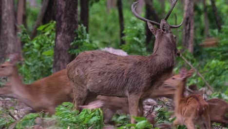 El-Ciervo-Del-Campo-Es-Una-Especie-En-Peligro-De-Extinción-Debido-A-La-Pérdida-De-Hábitat-Y-La-Caza