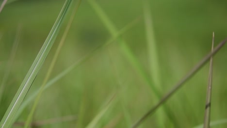 Ein-Mehrjähriges-Gras,-Das-Im-Tropischen-Und-Subtropischen-Asien-Beheimatet-Ist-Und-Auch-In-Mehrere-Länder-Eingeführt-Wurde