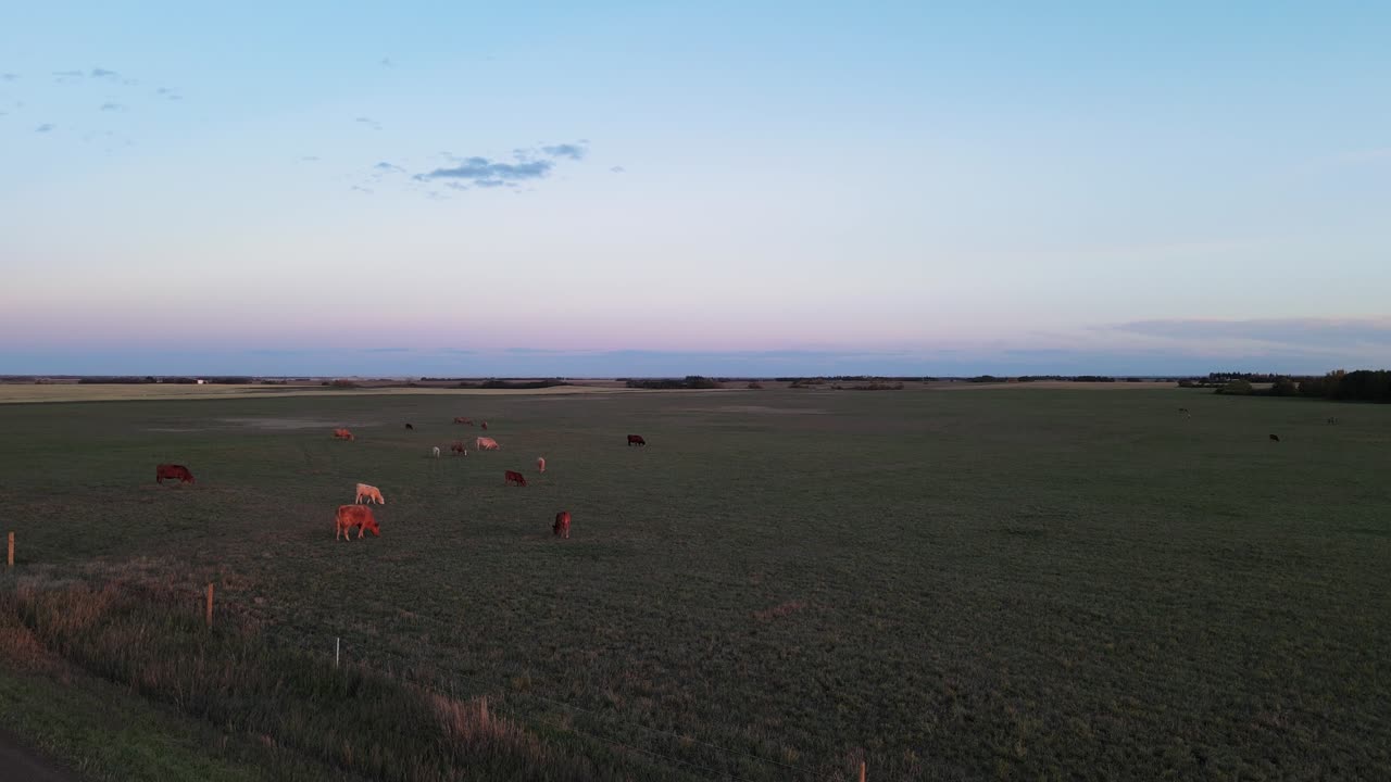 Piccola mandria di mucche al pascolo in un grande campo aperto al tramonto.