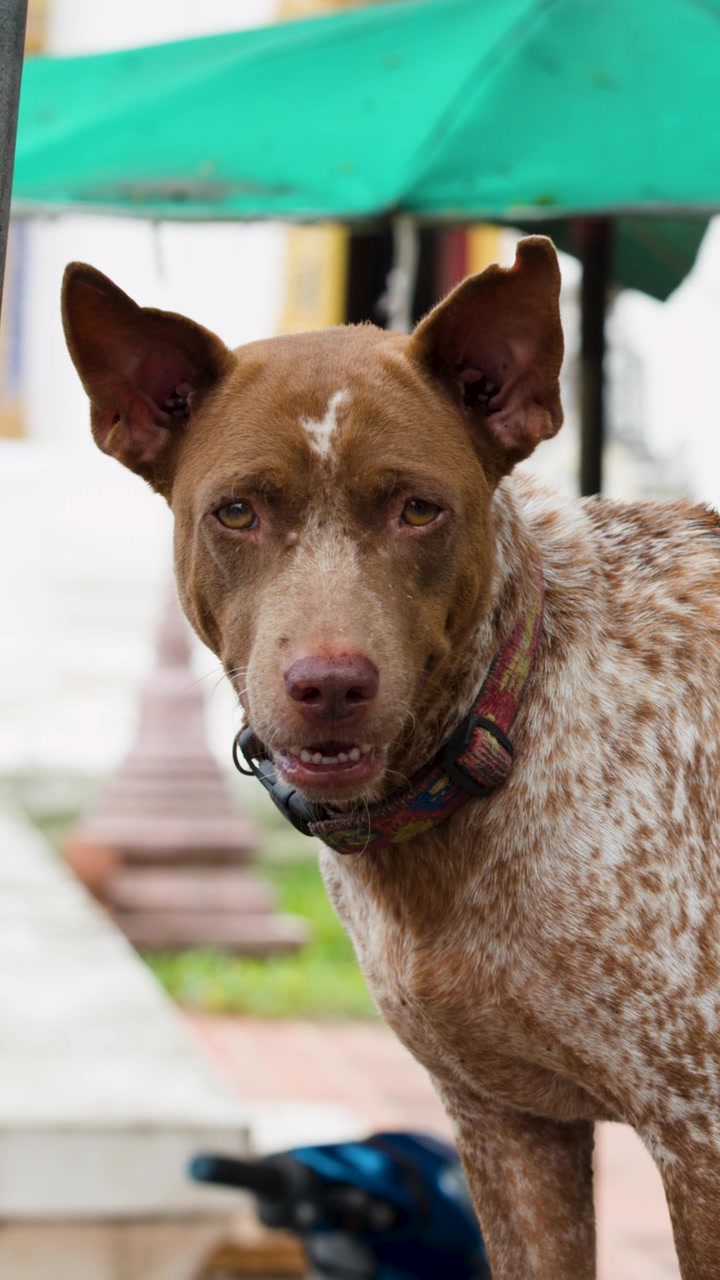 A brown spotted dog with a collar stands outdoors near a green market umbrella.