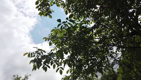 Looking-up-through-tops-of-trees-through-green-foliage,-summer-forest