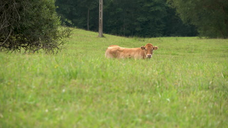 Angry-Limusin-meat-cow-misued-for-diary-purposes-at-Zielenica-Poland