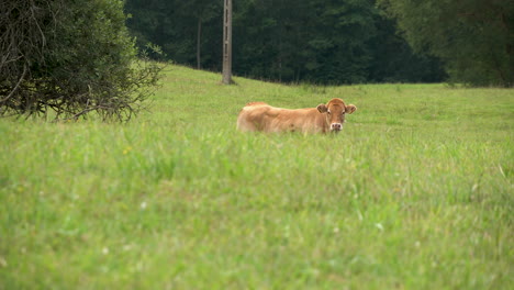 vaca de carne de limusina enojada mal utilizada para fines diarios en zielenica polonia