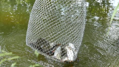 fishes are in a corf slow motion
