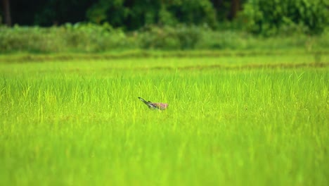 dove bird spotted in green paddy maize corn field in bangladesh, asia