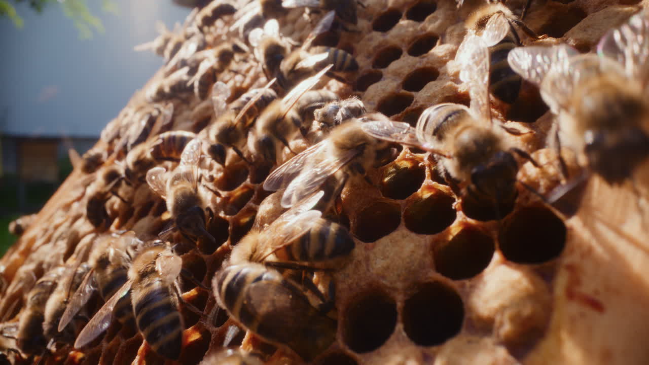 las abejas producen miel