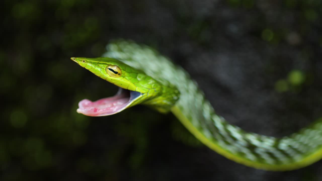 Green Vine snake in a attacking position in a wide angle found in the Western Ghats on India one of the arboreal snakes which is semi venomous and eats birds and reptiles