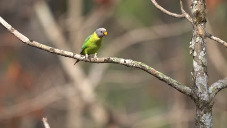 un periquito con cabeza de ciruela posado en la rama de un árbol en el parque nacional de chitwan en nepal