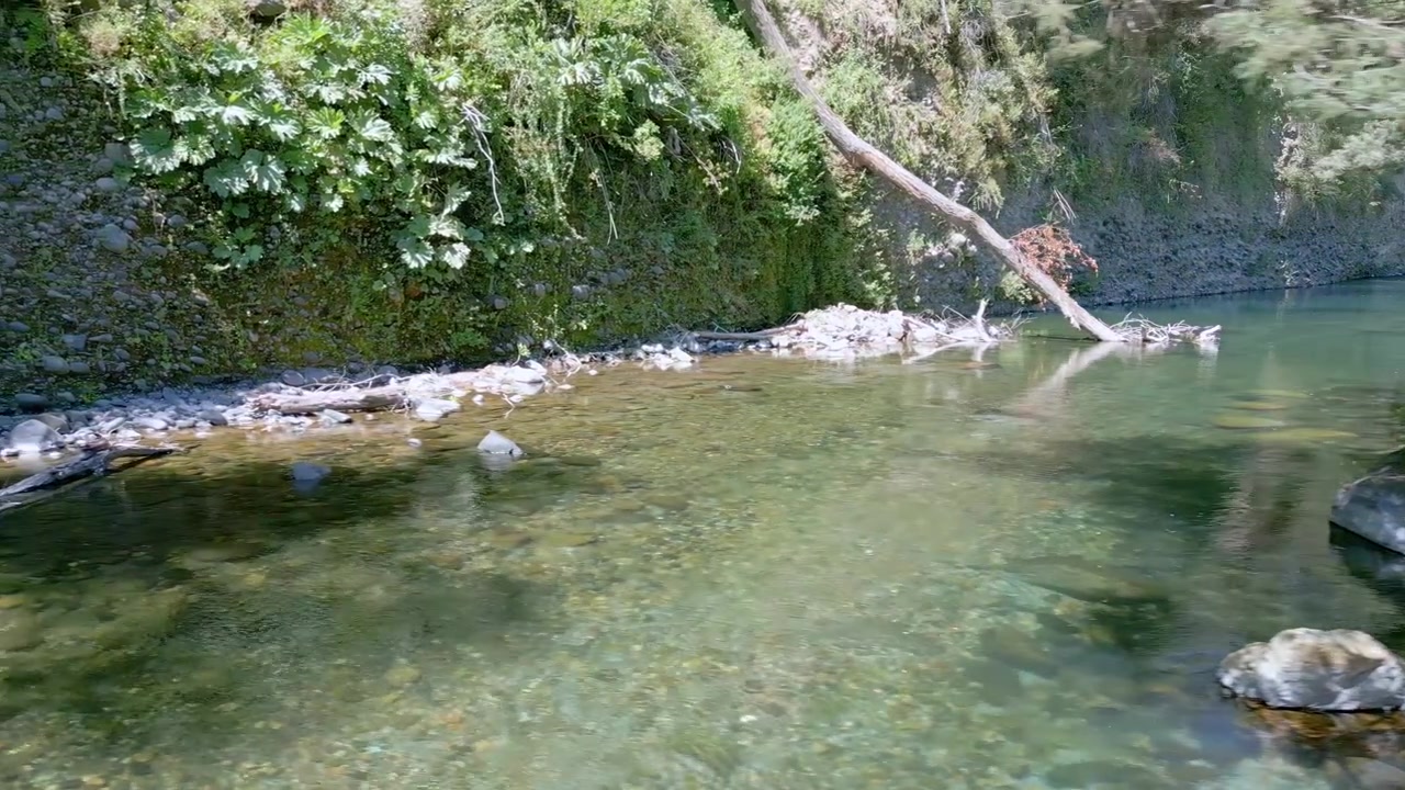 Vloeiende opname langs een kristalheldere, ondiepe bergrivier met rotsachtige oevers, omgevallen boomstammen, inheemse vegetatie en kloofwanden bedekt met weelderig groen gebladerte. El Radal, Chili.